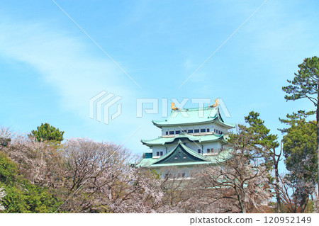 愛知縣名古屋市櫻花盛開和名古屋城的景色 120952149