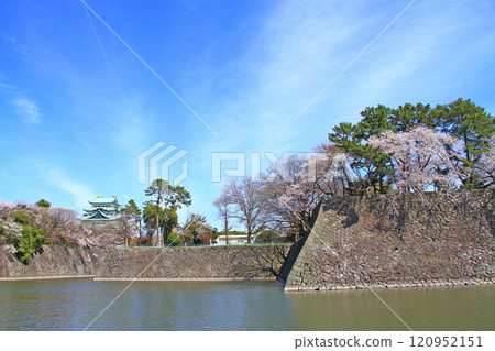愛知縣名古屋市櫻花盛開和名古屋城的景色 120952151