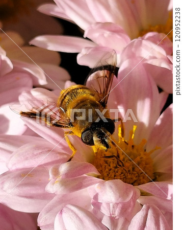蜜蜂採蜜 蜜蜂採蜜 120952238