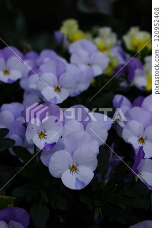 一種耐寒的中提琴，從秋季到春季開花。 120952408