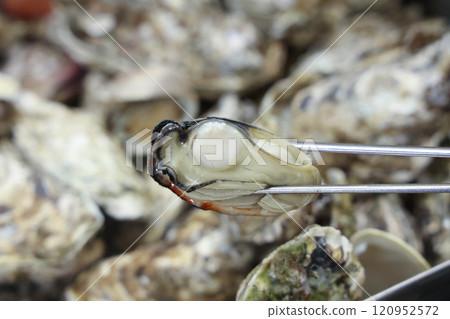 Korean seafood. Steamed Oysters with red chili pepper paste with vinegar 120952572