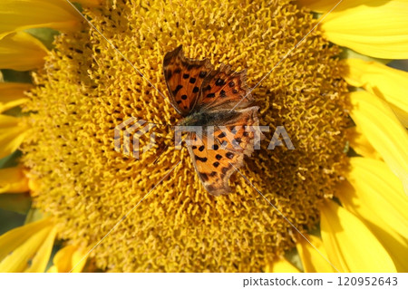 北方蝴蝶從秋天花園裡的黃色晚開向日葵中吸取花蜜 120952643