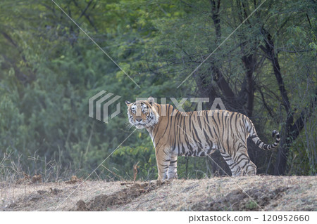 dominant wild bengal tiger or panthera tigris Ranthambore National Park Forest Reserve India. male in prime age side profile closeup with eye contact standing in territory natural green jungle safari dominant wild bengal tiger or panthera tigris Ranthambore National Park Forest Reserve India. male in prime age side profile closeup with eye contact standing in territory natural green jungle safari 120952660
