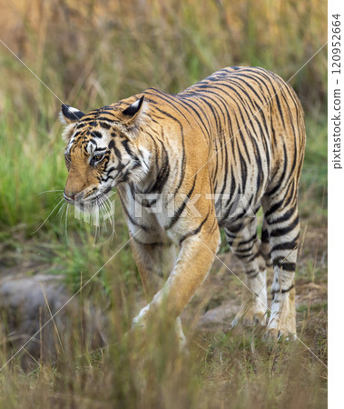 wild female bengal tiger or panthera tigris at bandhavgarh national park forest reserve madhya pradesh india. tigress walking or stroll territory marking in morning wildlife safari in winter season wild female bengal tiger or panthera tigris at bandhavgarh national park forest reserve madhya pradesh india. tigress walking or stroll territory marking in morning wildlife safari in winter season 120952664
