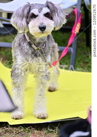Miniature Schnauzer Outdoor Camping Picnic 120952670