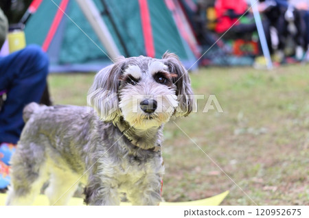 Miniature Schnauzer Outdoor Camping Picnic 120952675
