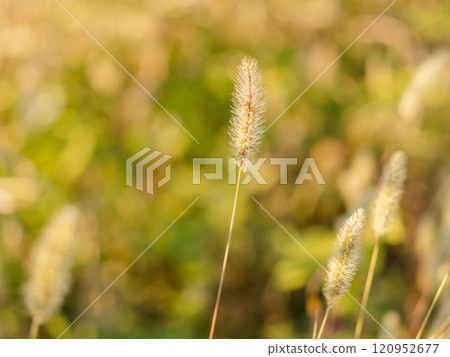 夕陽下閃耀的野狐尾草 05 夕陽下閃耀的野狐尾草 05 120952677