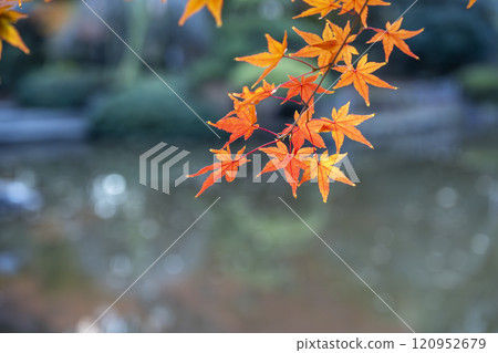 秋葉秋冬季十一月十二月圖片[神奈川縣] 120952679