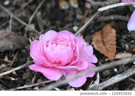 Camellia flower that fell to the ground 120952692