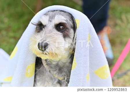 Miniature Schnauzer relaxing under a blanket Miniature Schnauzer relaxing under a blanket 120952863