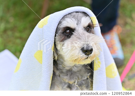 Miniature Schnauzer relaxing under a blanket Miniature Schnauzer relaxing under a blanket 120952864
