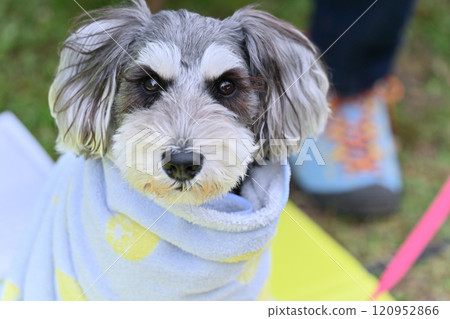 Miniature Schnauzer relaxing under a blanket 120952866
