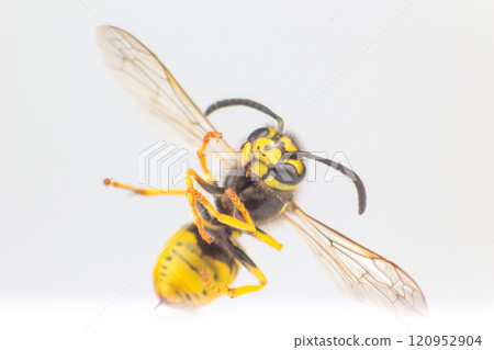 wasp close-up on a white background. insects and zoology. fauna wasp close-up on a white background. insects and zoology. fauna 120952904