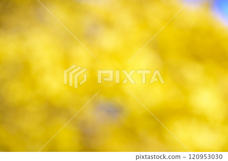 Ginkgo, bokeh, out-of-focus, November, December, autumn, material Ginkgo, bokeh, out-of-focus, November, December, autumn, material 120953030