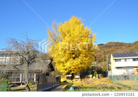 The golden ginkgo tree of Kunigami, Minano-machi, Saitama Prefecture The golden ginkgo tree of Kunigami, Minano-machi, Saitama Prefecture 120953181