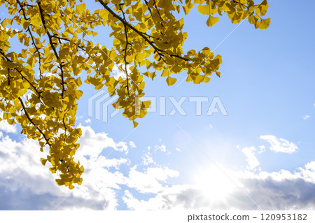 Ginkgo and sky, blue sky, yellow leaves, autumn scenery [Kamakura City, Kanagawa Prefecture] 120953182