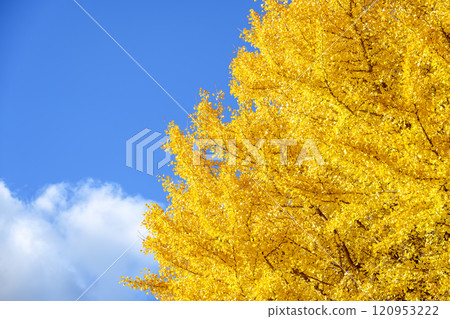 Ginkgo and sky, blue sky, yellow leaves, autumn scenery [Kamakura City, Kanagawa Prefecture] 120953222