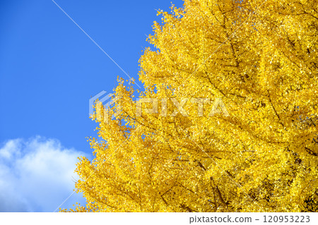 銀杏與天空 藍天 黃葉 秋景【神奈川縣鎌倉市】 120953223
