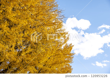 Ginkgo and sky, blue sky, yellow leaves, autumn scenery [Kamakura City, Kanagawa Prefecture] 120953226
