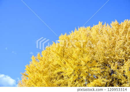 Ginkgo and sky, blue sky, yellow leaves, autumn scenery [Kamakura City, Kanagawa Prefecture] 120953314
