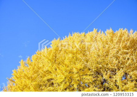 Ginkgo and sky, blue sky, yellow leaves, autumn scenery [Kamakura City, Kanagawa Prefecture] 120953315