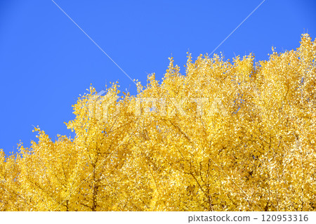 Ginkgo and sky, blue sky, yellow leaves, autumn scenery [Kamakura City, Kanagawa Prefecture] 120953316