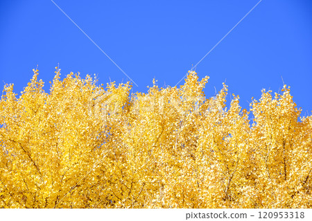 Ginkgo and sky, blue sky, yellow leaves, autumn scenery [Kamakura City, Kanagawa Prefecture] 120953318