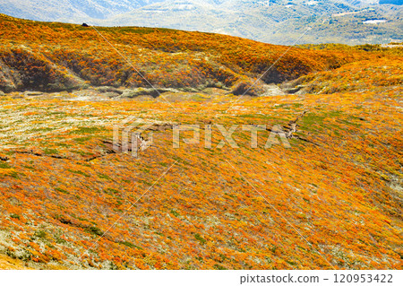 上帝的地毯 120953422