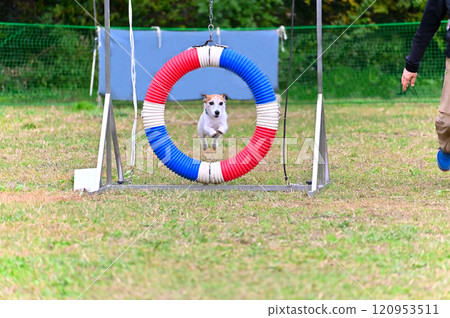 奔跑、跳躍！快樂的傑克羅素梗犬 120953511