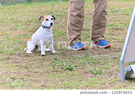 傑克羅素梗犬奧斯瓦里伴侶在遛狗場玩耍 傑克羅素梗犬奧斯瓦里伴侶在遛狗場玩耍 120953659