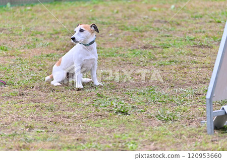 傑克羅素梗犬奧斯瓦里伴侶在遛狗場玩耍 傑克羅素梗犬奧斯瓦里伴侶在遛狗場玩耍 120953660