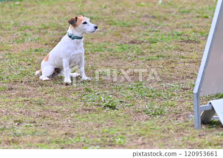 傑克羅素梗犬奧斯瓦里伴侶在遛狗場玩耍 傑克羅素梗犬奧斯瓦里伴侶在遛狗場玩耍 120953661