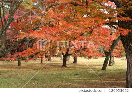改變葉子的Momiji 改變葉子的Momiji 120953662