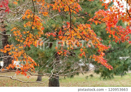 改變葉子的Momiji 改變葉子的Momiji 120953663
