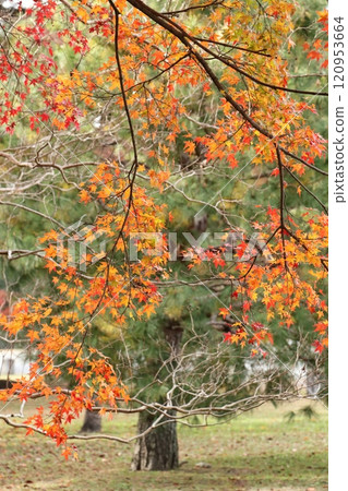 改變葉子的Momiji 改變葉子的Momiji 120953664