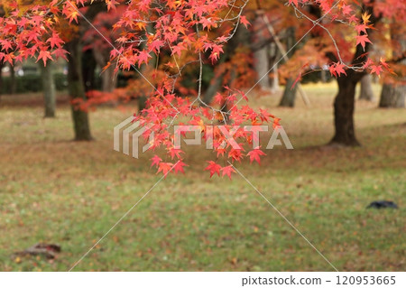 Momiji who changed leaves Momiji who changed leaves 120953665