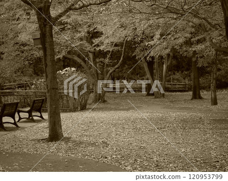 A park with fallen leaves 120953799
