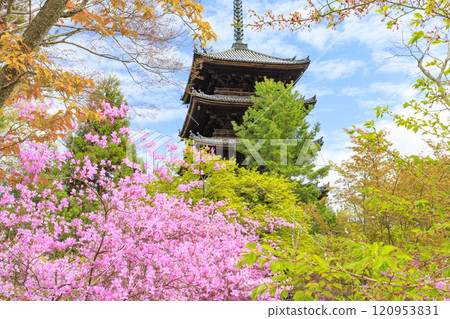 Ninna-ji Temple Oimuro cherry Ninna-ji Temple Oimuro cherry 120953831