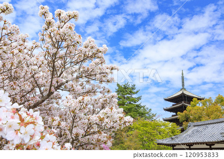 Ninna-ji Temple Oimuro cherry 120953833