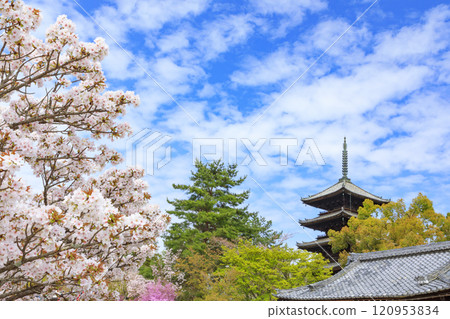 Ninna-ji Temple Oimuro櫻桃 120953834