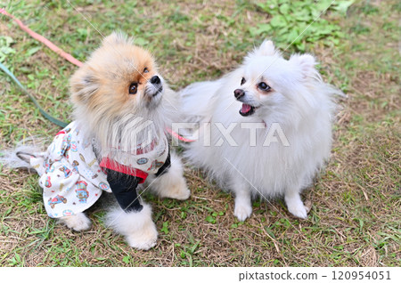兩隻友善的博美犬散步 兩隻友善的博美犬散步 120954051