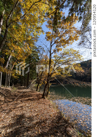 Autumn leaves at Lake Kita-Inaga Autumn leaves at Lake Kita-Inaga 120954120