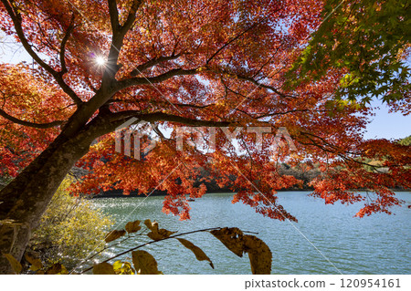 Lake Shibireko in autumn 120954161