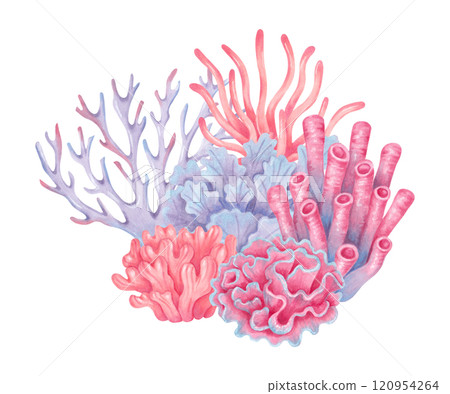 Composition with corals. Watercolor, marker illustrations. Ocean coral reefs, underwater animals of the seabed. Hand drawn isolated art. Underwater nature of the marine ecosystem for tourism industry. Composition with corals. Watercolor, marker illustrations. Ocean coral reefs, underwater animals of the seabed. Hand drawn isolated art. Underwater nature of the marine ecosystem for tourism industry. 120954264
