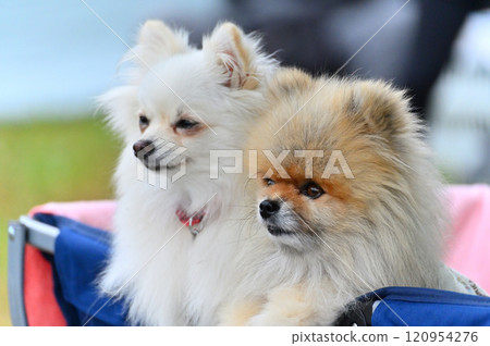 兩隻可愛的博美犬騎著戶外馬車 兩隻可愛的博美犬騎著戶外馬車 120954276