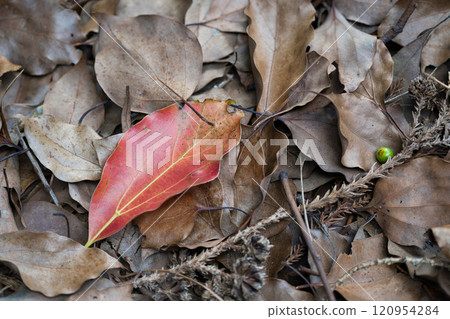 red leaves on fallen leaves red leaves on fallen leaves 120954284