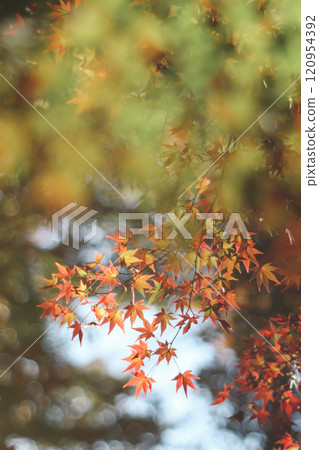 Autumn leaves 120954392