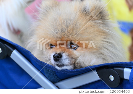 博美犬戶外露營/野餐 120954403