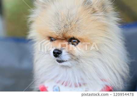 Close-up of a cute smiling Pomeranian Close-up of a cute smiling Pomeranian 120954478
