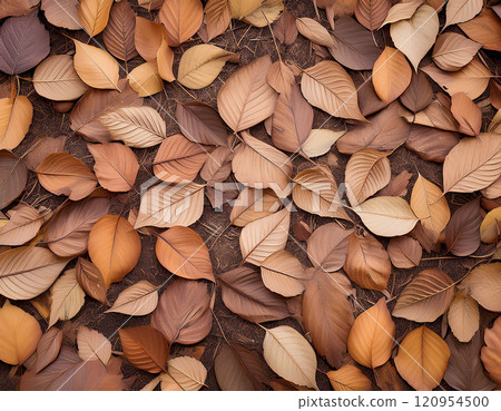 滿地落葉 滿地落葉 120954500